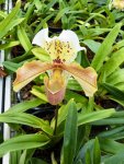 001-075 Noordoostpolder Orchideenwelt 1.jpg