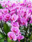 001-076 Noordoostpolder Orchideenwelt 1.jpg