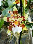 001-079 Noordoostpolder Orchideenwelt 1.jpg