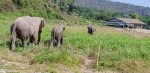 1 08-050 Lanna Kingdom Elephant Sanctuary 1.jpg