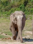 1 08-055 Lanna Kingdom Elephant Sanctuary 1.jpg
