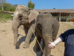 1 08-086 Lanna Kingdom Elephant Sanctuary 1.jpg