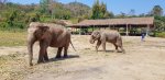 1 08-095 Lanna Kingdom Elephant Sanctuary 1.jpg