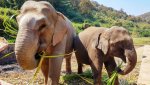3 08-032 Lanna Kingdom Elephant Sanctuary 1.jpg