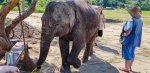 3 08-096 Lanna Kingdom Elephant Sanctuary 1.jpg