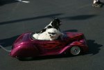 01 - Driving Dogs.jpg