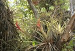 03 - Jungle Erv's Airboat Tour.jpg