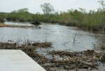 07 - Jungle Erv's Airboat Tour.jpg