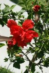 01 - Hibiskus.jpg