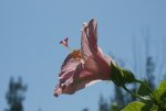 04 - Hibiskus.jpg