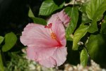 05 - Hibiskus.jpg