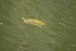 04 - Schildkröte im Kanal.jpg