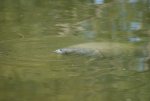 03 - Manatees am Haus.jpg