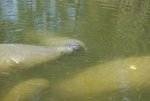 05 - Manatees am Haus.jpg