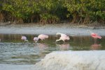 08 - Flamingos.jpg