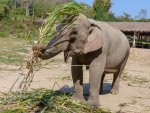 3 08-065 Lanna Kingdom Elephant Sanctuary 1.jpg