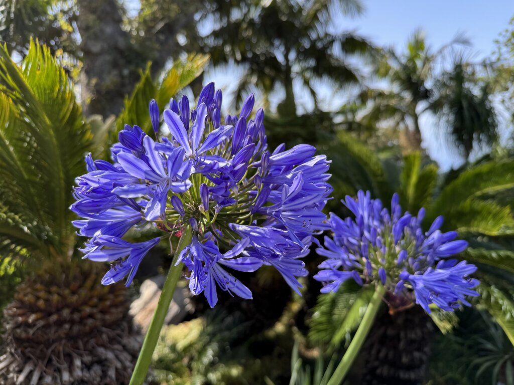 50837250mk.jpg