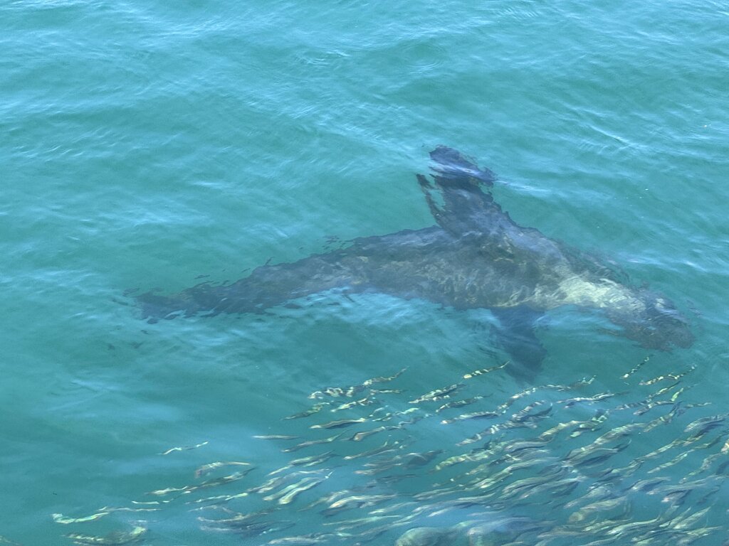 48824124vv.jpg