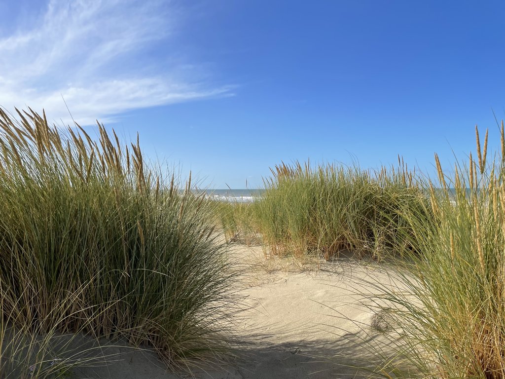 44713124pk.jpg